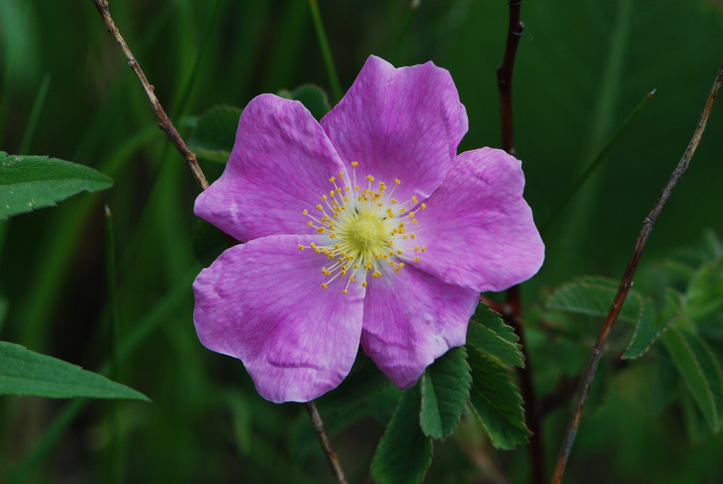 12. The State Flower Is the Prairie Rose