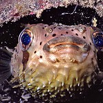 Porcupinefish