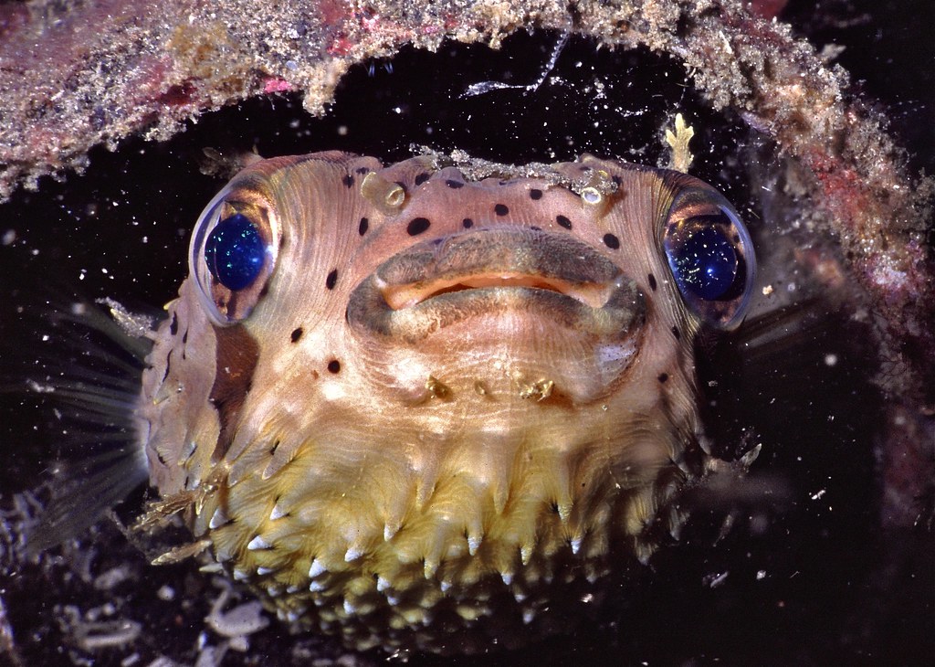 Porcupinefish