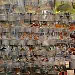 Live Fish Swimming Inside a Carry-On
