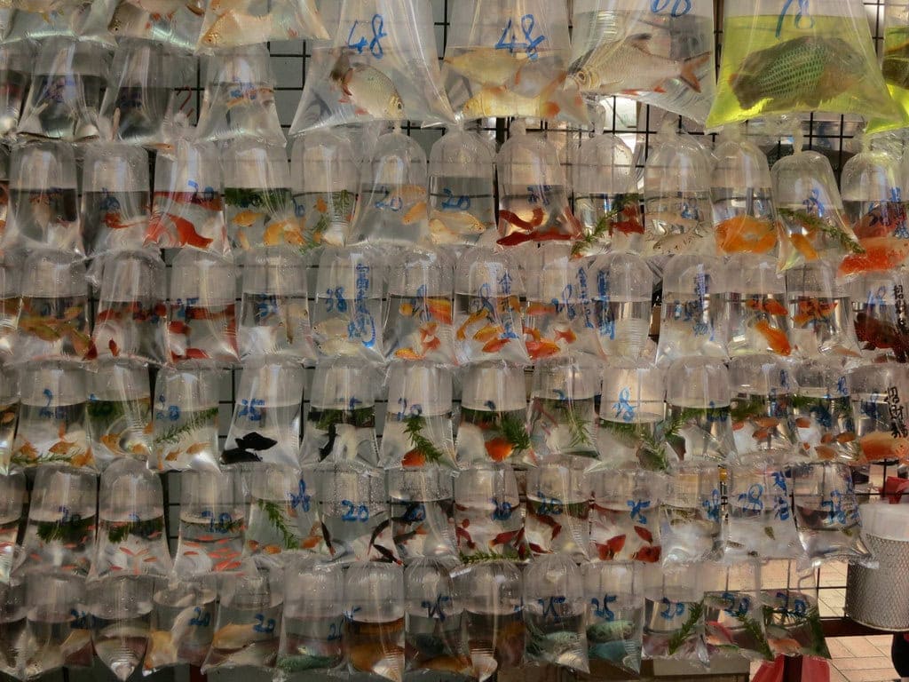 Live Fish Swimming Inside a Carry-On