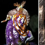 15 Colorful Animals Nature Went All Out On