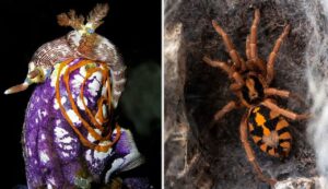 brightly colored animals