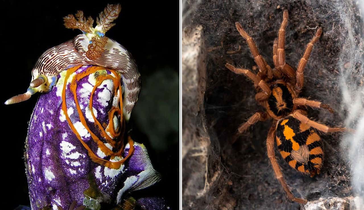 15 Colorful Animals Nature Went All Out On