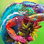 Panther Chameleon