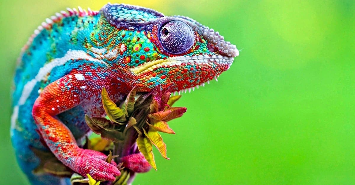 Panther Chameleon