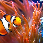 Clownfish