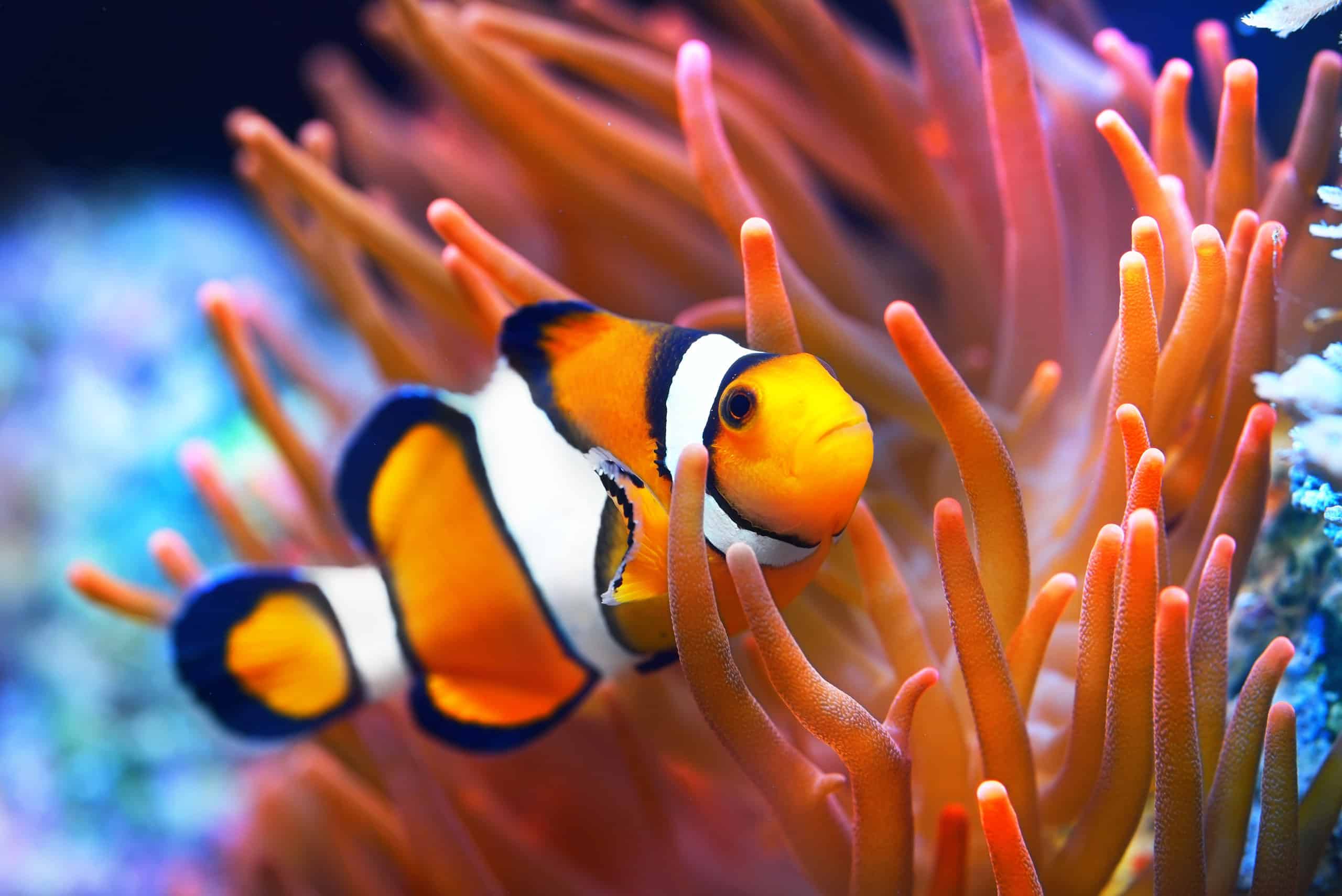 Clownfish
