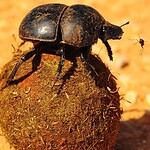 7. Dung Beetles
