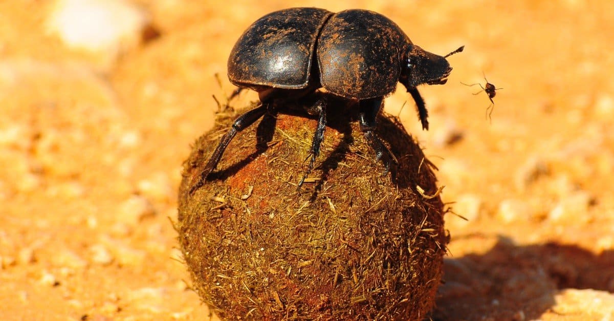 7. Dung Beetles