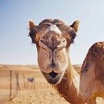 #8 Which Continent Is Home to the Sahara Desert?