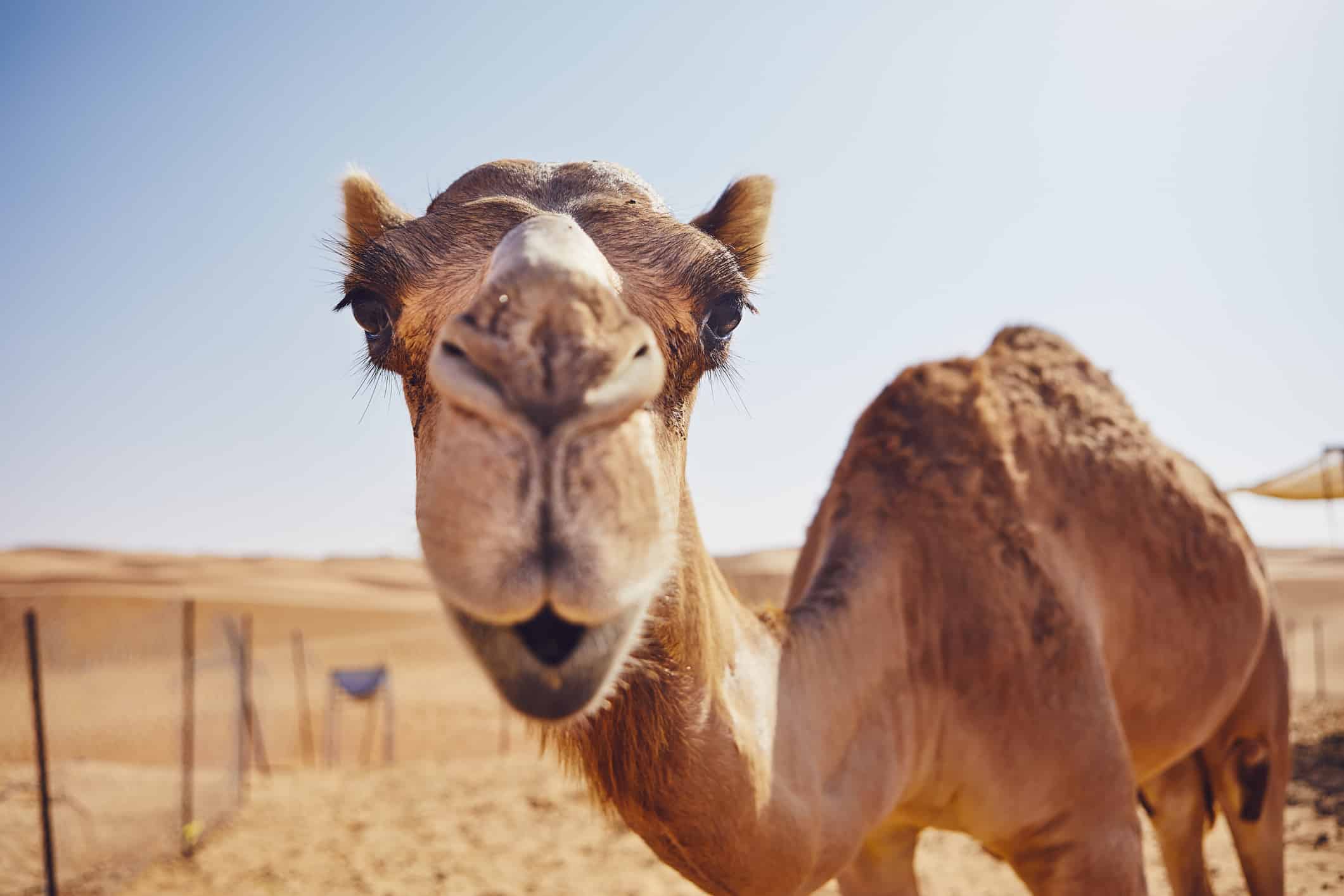 #8 Which Continent Is Home to the Sahara Desert?