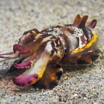 Flamboyant Cuttlefish