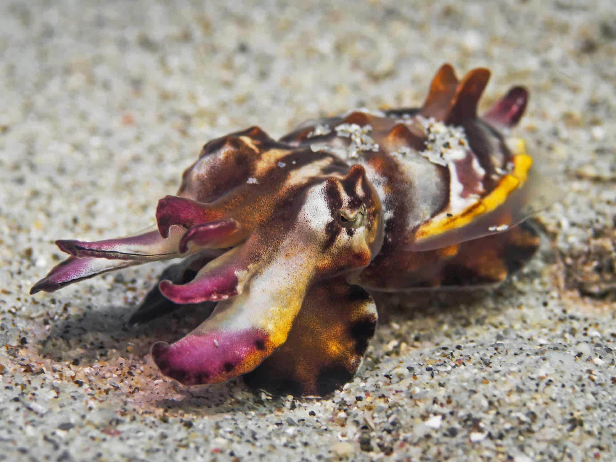 Flamboyant Cuttlefish