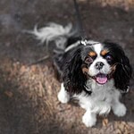 Cavalier King Charles Spaniel