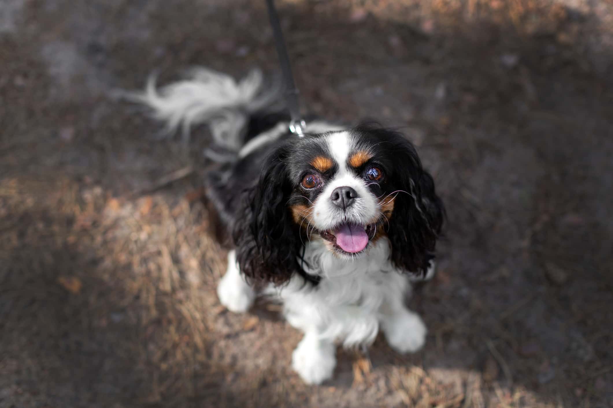 Cavalier King Charles Spaniel