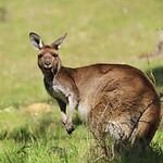 5. Kangaroos