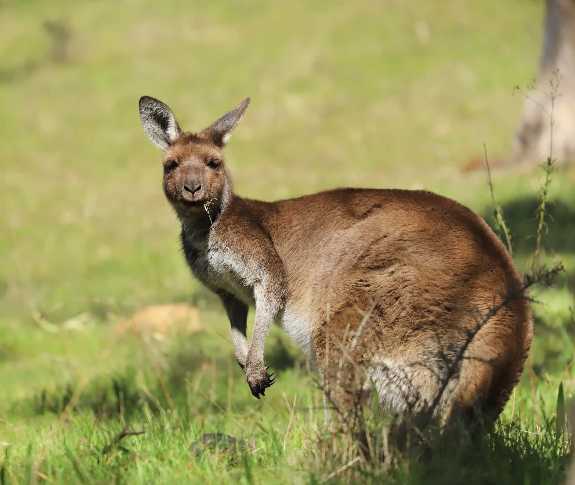 5. Kangaroos