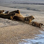 7. Walrus Islands Archeological District