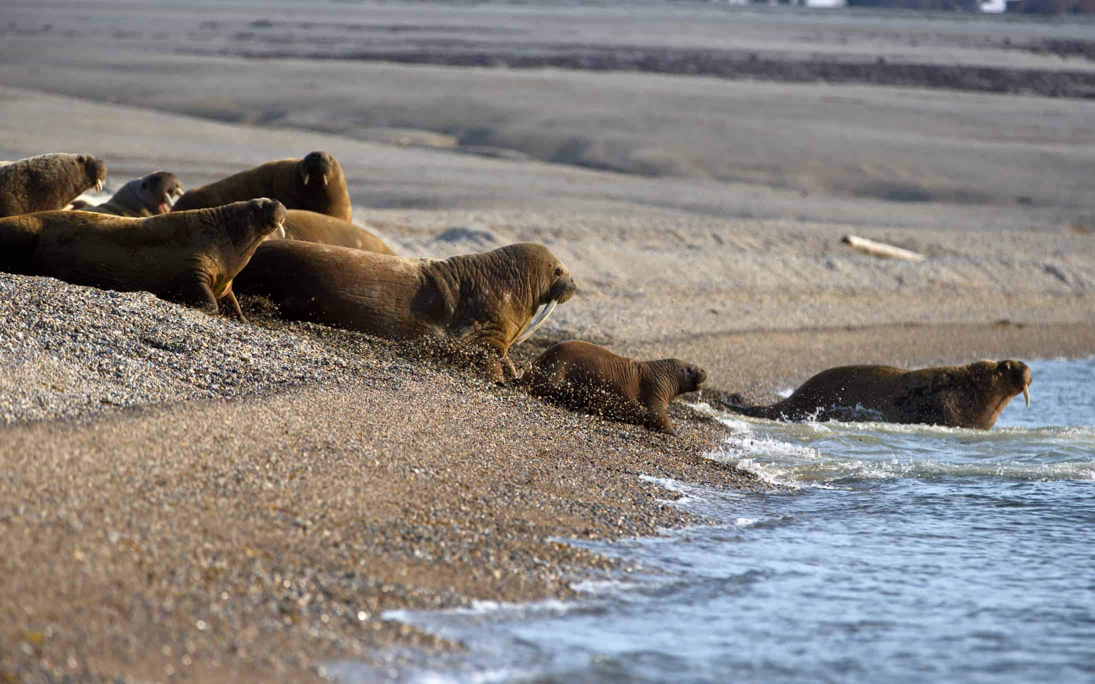 7. Walrus Islands Archeological District