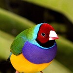 Gouldian Finch