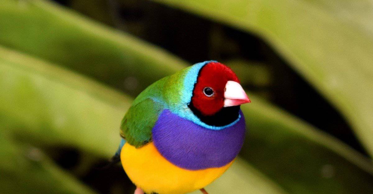 Gouldian Finch