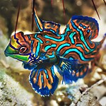 Mandarinfish