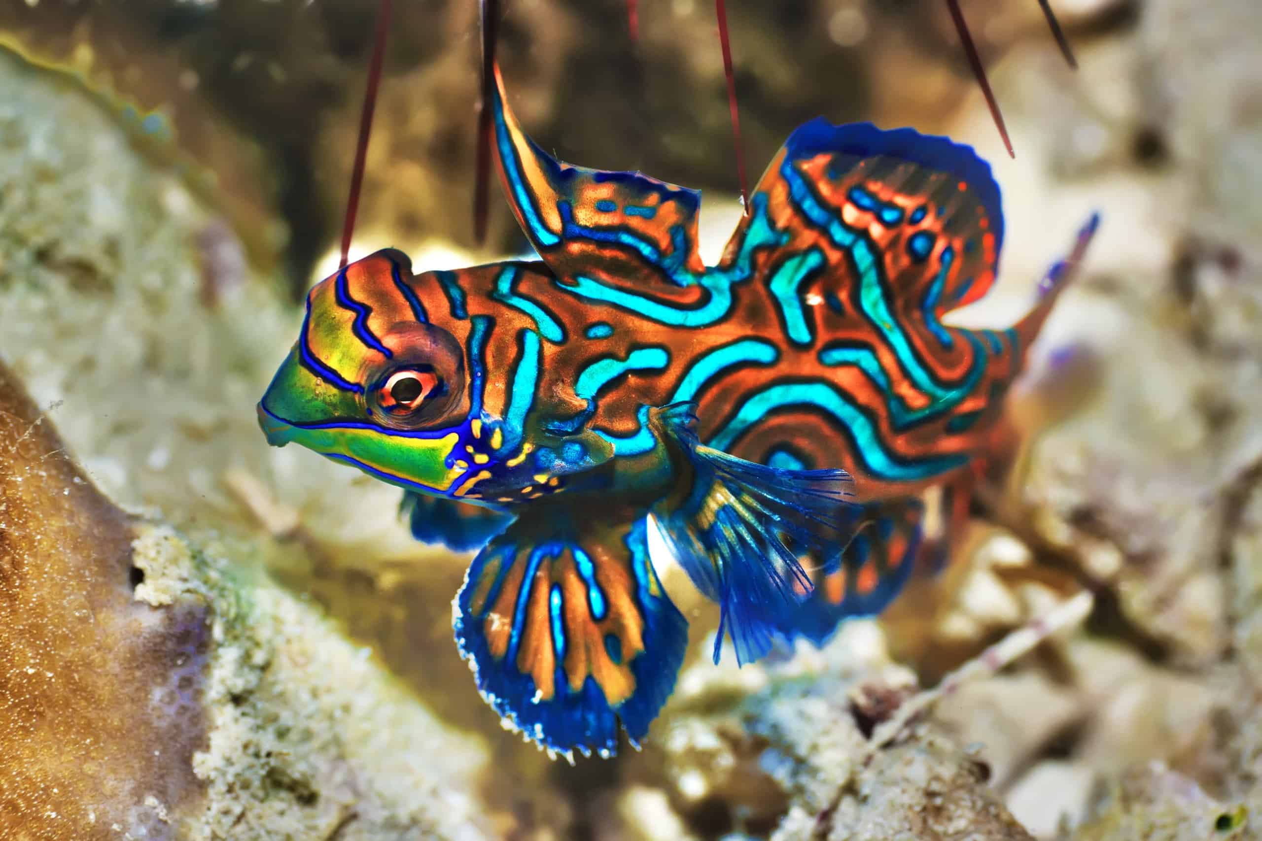 Mandarinfish