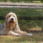 Otterhound