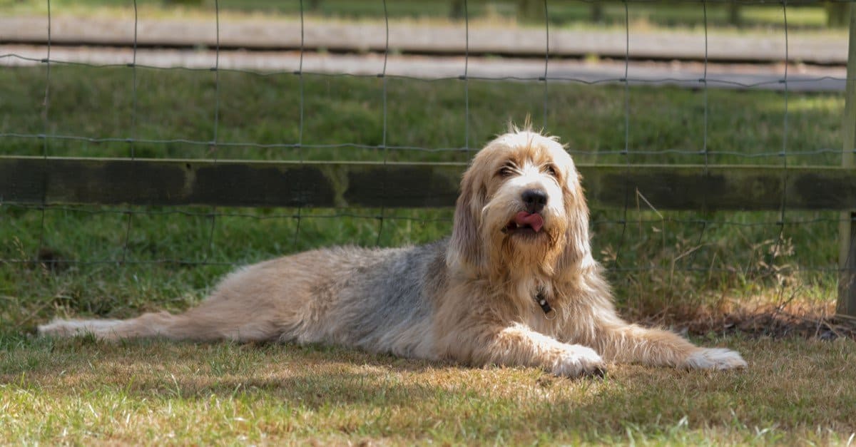 Otterhound
