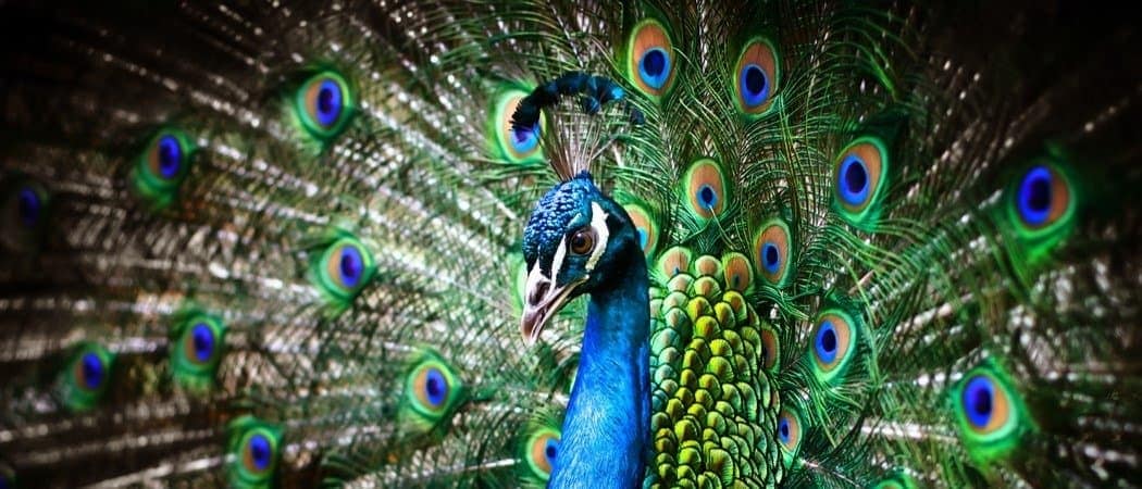Peacock