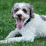 Lagotto Romagnolo