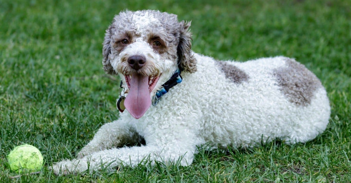 Lagotto Romagnolo