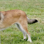 Norwegian Lundehund