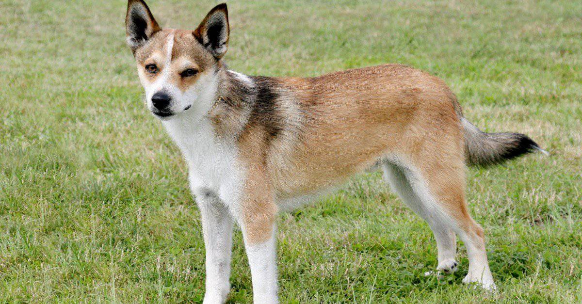 Norwegian Lundehund