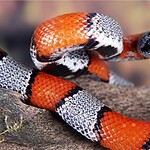 3. False Coral Snakes