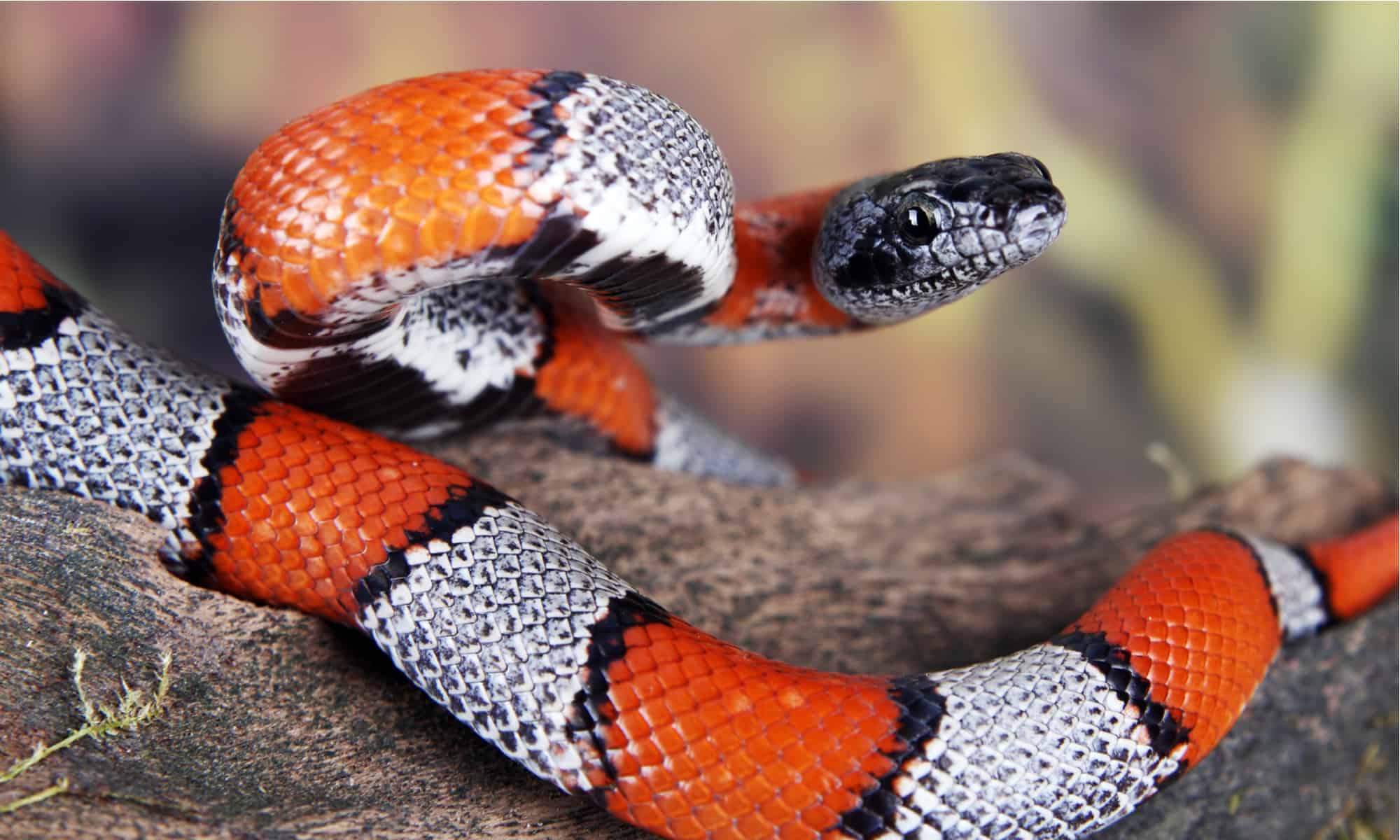 3. False Coral Snakes