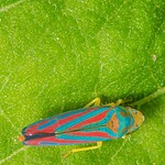 Leafhopper (Eurymela distincta)