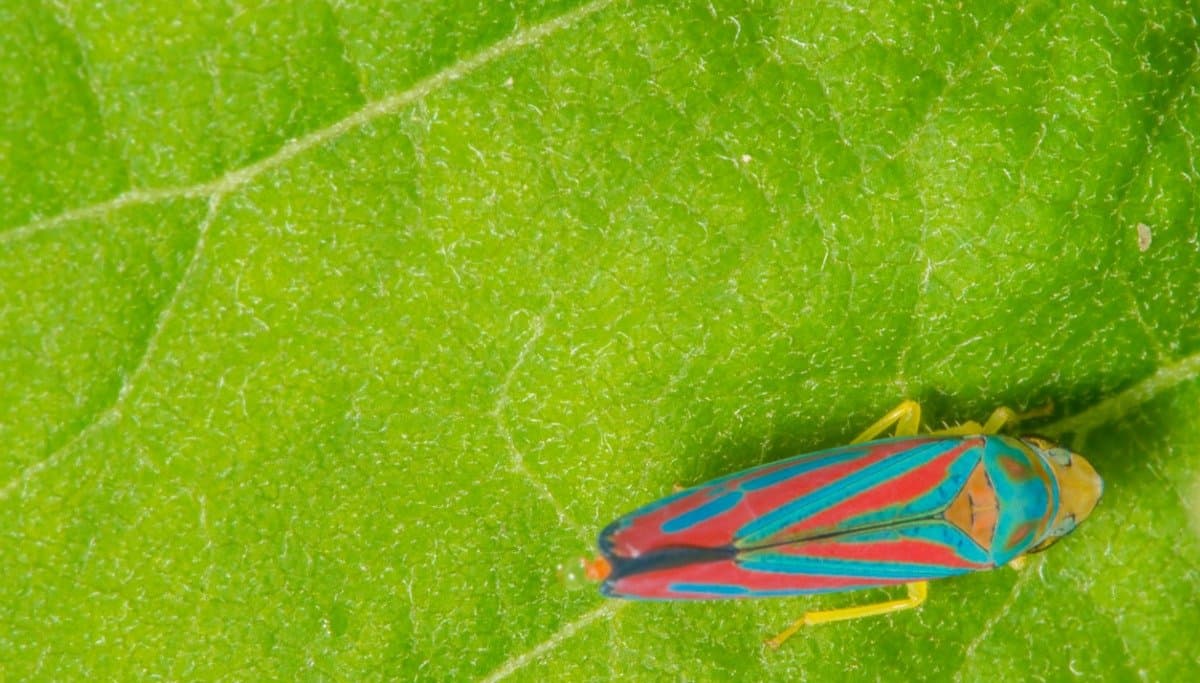 Leafhopper (Eurymela distincta)