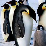 7 Animals With Real-Life Superpowers That Sound Made Up