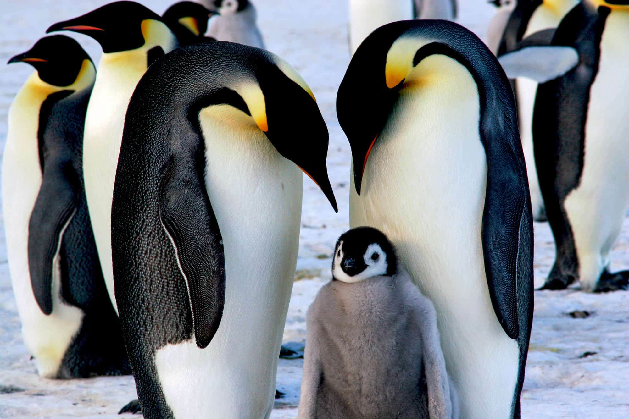 7 Animals With Real-Life Superpowers That Sound Made Up