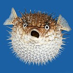 4. Porcupinefish