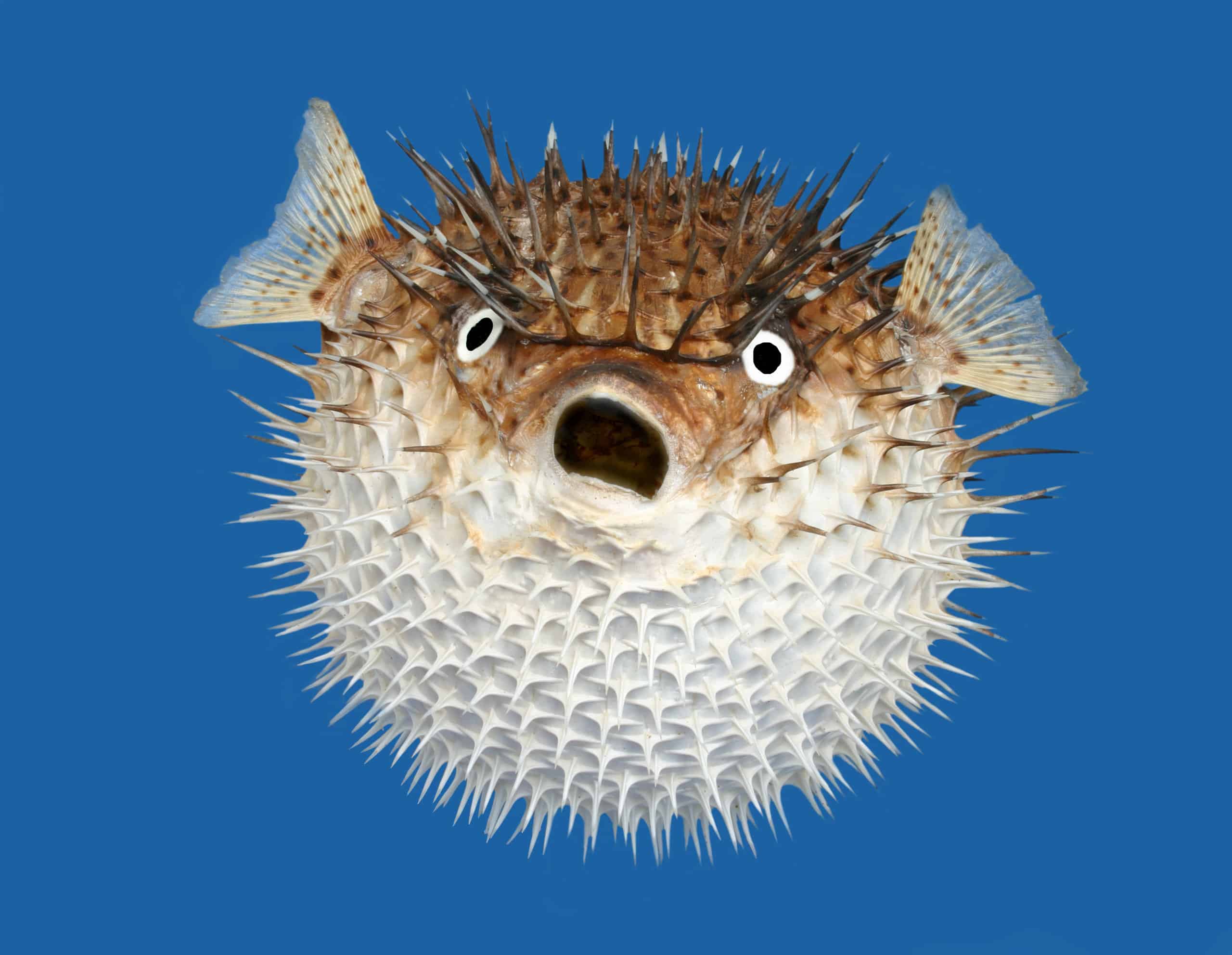 4. Porcupinefish