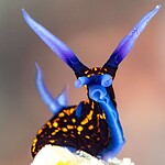 Spanish Shawl Nudibranch