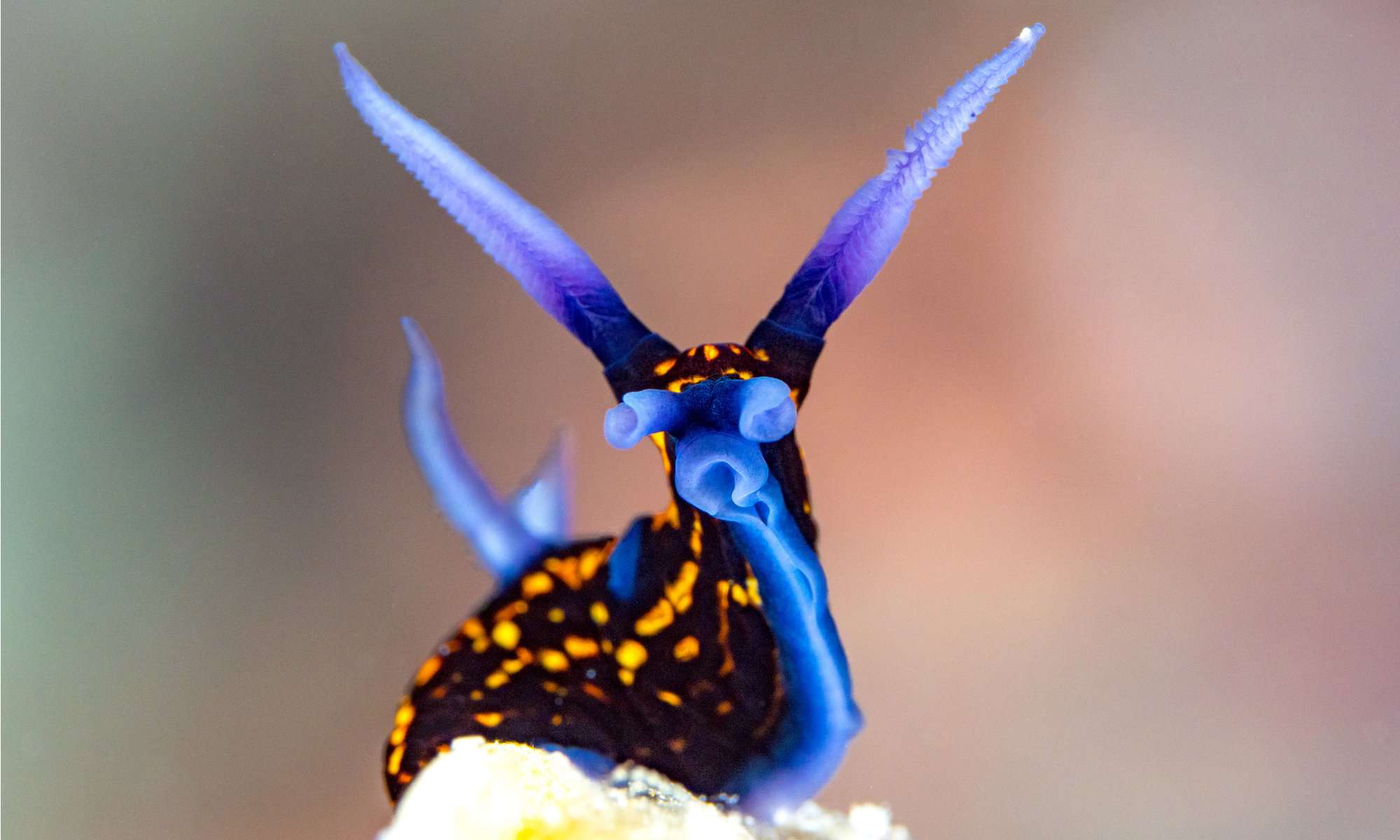 Spanish Shawl Nudibranch