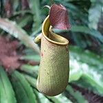 Pitcher Plant-Inspired Slippery Surfaces