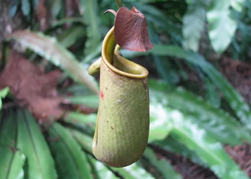 Pitcher Plant-Inspired Slippery Surfaces