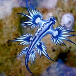 Blue Dragon (Glaucus atlanticus)