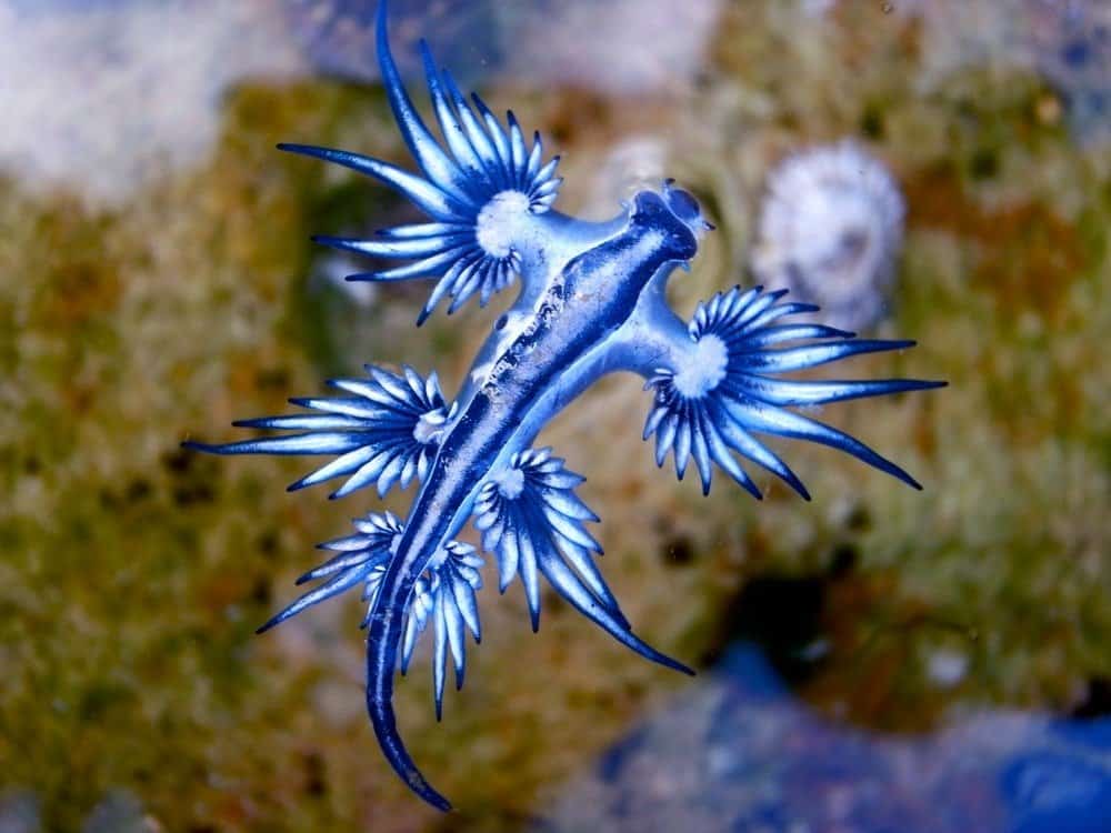 Blue Dragon (Glaucus atlanticus)