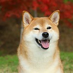 Shiba Inu